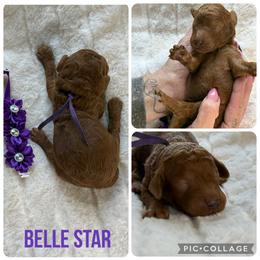 Belle Star - Red  female Poodle puppy in Mount Vernon, Illinois from AMC Poodles