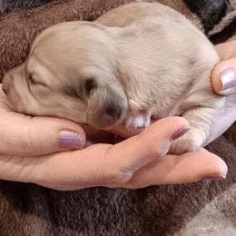 Chocolate Based Cream Dapple Male - Dapple male Dachshund puppy in Howell, Michigan from Em-Me's Royal 'n Loyal Dachshunds