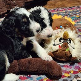 Aussiedoodle Puppies from Lotadoodle Farms
