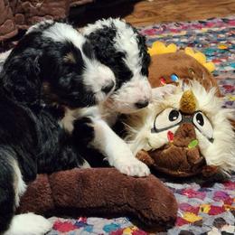 Aussiedoodle Puppies from Lotadoodle Farms