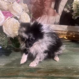 Ozzy Bear - Black parti male Pomeranian puppy in Queen Anne's County, Maryland from La Belle Pomeranians