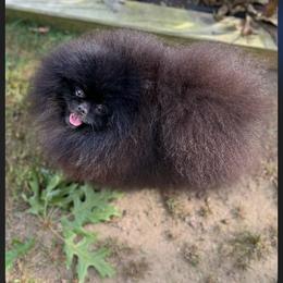 Jimmy - Pomeranian