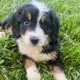 Sophie's Boy 3 - Tri-color male Bernedoodle puppy in Russiaville, Indiana from Pleasant Creek Minibernedoodles