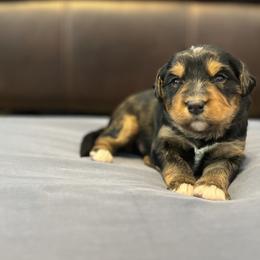 Orange - Tri-color male Bernedoodle puppy in Casper, Wyoming from 307 Doodles
