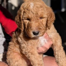 Blue Collar - Apricot male Goldendoodle puppy in Olympia, Washington from Sinclairdoodles