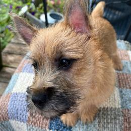 Big Red Beautiful Boy - Red male Cairn Terrier puppy in Blaine, Tennessee from Rose Brier Pembroke Welsh Corgis