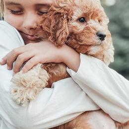 Cavapoo and Poodle Puppies from Freckle Paw Poodles
