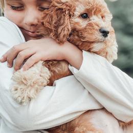 Cavapoo and Poodle Puppies from Freckle Paw Poodles