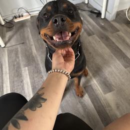 Rottweiler Puppies from Vom Haus Fantasy Rottweiler Kennel