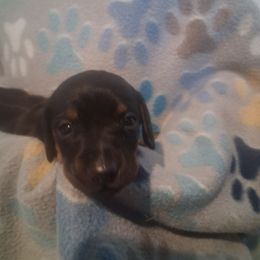 Willow - Black and tan female Dachshund puppy in Claremont, North Carolina from The Mini Farmhouse