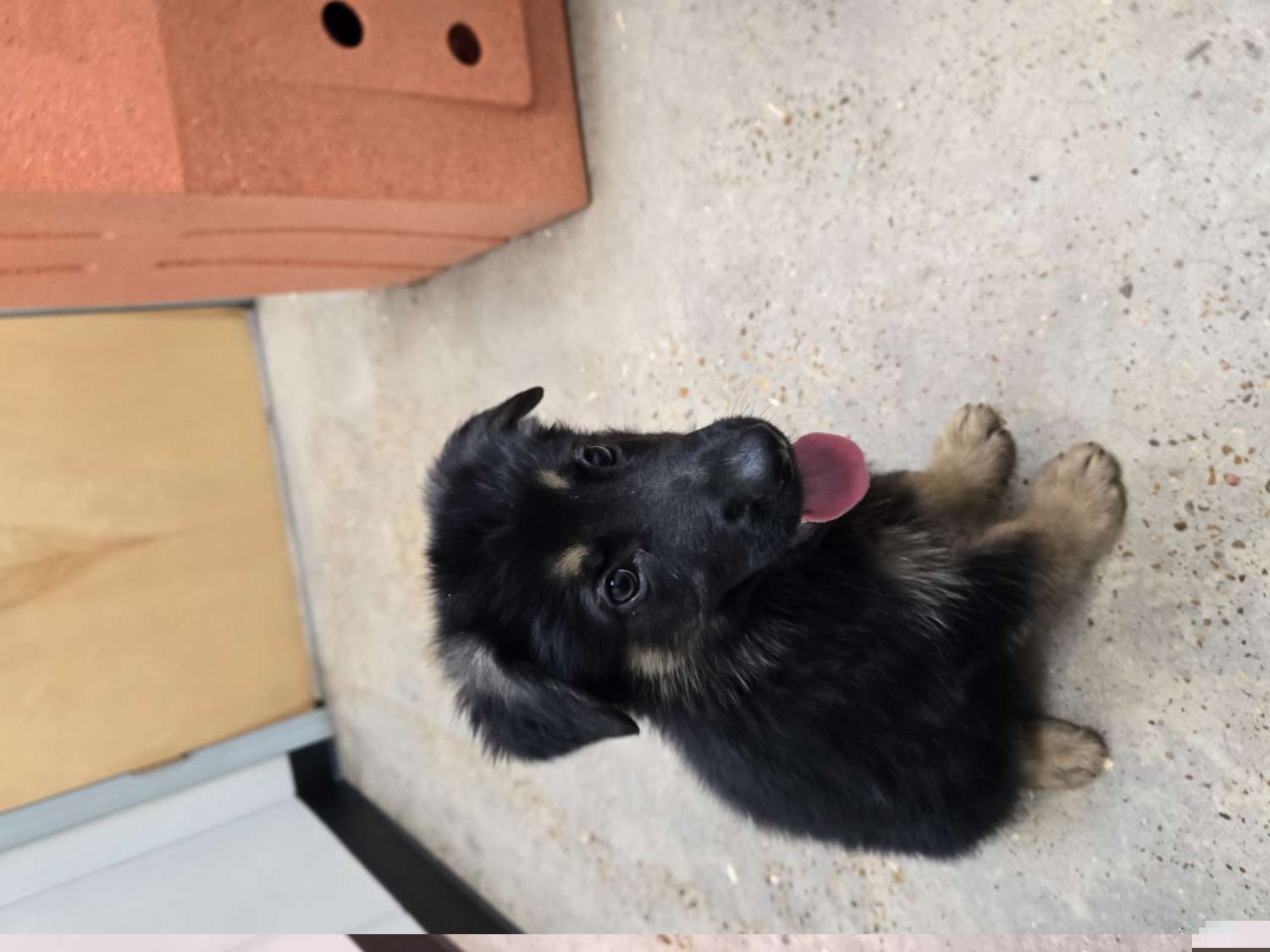 Bi color large male - Bi-color German Shepherd puppy in Berry, Alabama from Whisper Gray