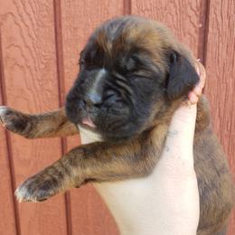 Boxer Puppies from SmashBox Kennel