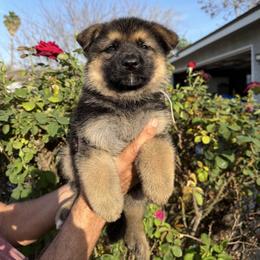 Wendy - Black and tan female German Shepherd puppy in Whitewater, California from Vom Haus Metzler Shepherds