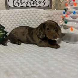 Girl 1 - Dapple female Dachshund puppy in Stilwell, Oklahoma from Bidding Creek Dachshunds