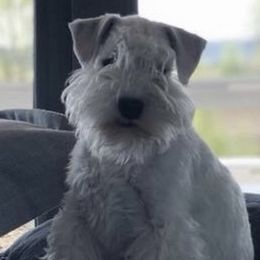 Miniature Schnauzers from Rivertree Miniature Schnauzers