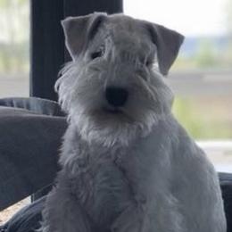 Miniature Schnauzers from Rivertree Miniature Schnauzers