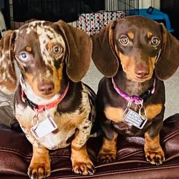 Dachshunds from Maddalena's Dachshunds