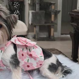Kaylie - Biewer Terrier
