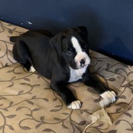 Girl 1 - Boxer puppy from Beachside Boxers and Frenchies