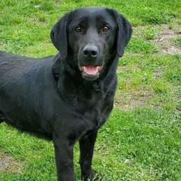 Labrador Retrievers from Forever 1 Farms