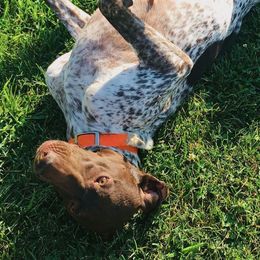 German Shorthaired Pointers from Megan's German Shorthaired Pointers
