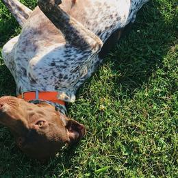 German Shorthaired Pointers from Megan's German Shorthaired Pointers