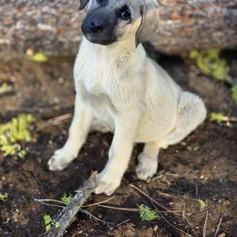 Central Asian Shepherd Dog and Kangal Puppies from VSH Kangal Dogs