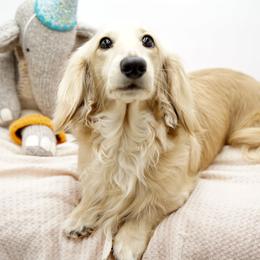 Ethan - Dachshund