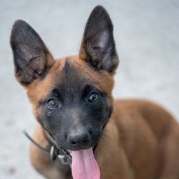 Stay Wild's Mauser - Yellow male Dutch Shepherd puppy in Alum Creek, West Virginia from Stay Wild K9