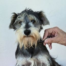 Keke - Miniature Schnauzer