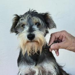 Keke - Miniature Schnauzer