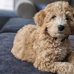 Goldendoodles from Birchmarr Doodles