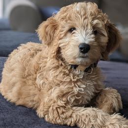Goldendoodles from Birchmarr Doodles