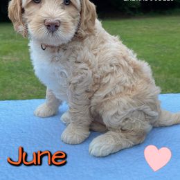 Australian Labradoodle Puppies from Lakeshore Labradoodles