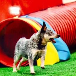 Australian Cattle Dog and French Bulldog Puppies from Sugarloaf French bulldogs and Australian cattle dogs