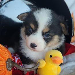 Red bandana boy - Black and tan male Pembroke Welsh Corgi puppy in Cherokee, Oklahoma from MCS Farms-OK