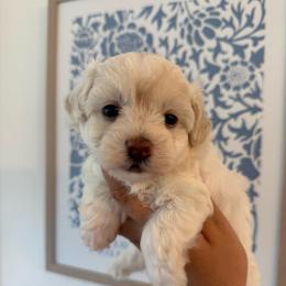 Skye - White female Maltipoo puppy in Wendell, North Carolina from Teddys Teddy Bears