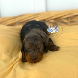 Donald - Dapple male Dachshund puppy in Cave City, Kentucky from Mammoth Cave Dachshunds