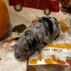 Mochi - Blue merle female Bordoodle puppy in Republic, Missouri from Holland Hilltop Farm