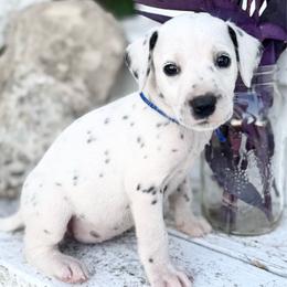 Blue - White and black male Dalmatian puppy in Westhoff, Texas from Smart Dalmatians (LUA)