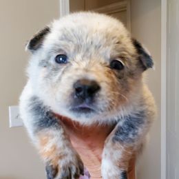 Boy 1 - Blue mottled male Australian Cattle Dog puppy in Lenoir, North Carolina from Blue Coyote Ranch