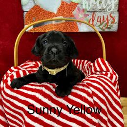 Piper - Black Labrador Retriever puppy in Sandpoint, Idaho from Allen Sunnyside AKC Labs