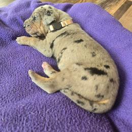White collar - Merle female Great Dane puppy in Ulen, Minnesota from Hogenson Family Farm