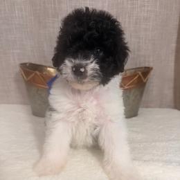Butterfinger - Black and white male Bernedoodle puppy in Luana, Iowa from Country View Bernedoodles and Goldendoodles