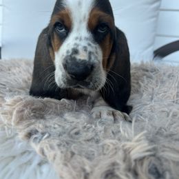 Al Capone - Black brown and white male Basset Hound puppy in Lone Jack, Missouri from Wee Little Bassets