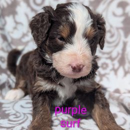 Purple collar aka Surf - Tri-color male Bernedoodle puppy in Connecticut from Valley View Doodles