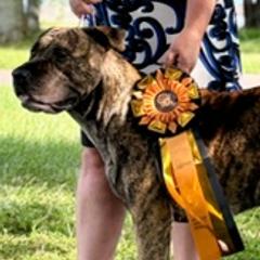 Destiny - Perro de Presa Canario