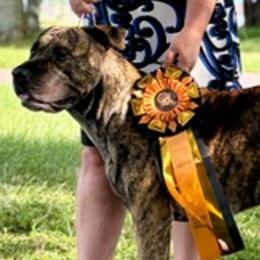 Destiny - Perro de Presa Canario
