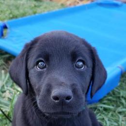Labrador Retriever Puppies from A Lucky Pup / Isenmann Retrievers
