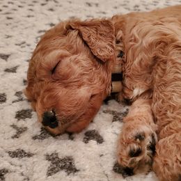Goldendoodle Puppies from Soule Buddies